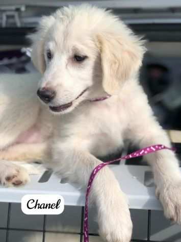 Chanel splendida cucciola di Labrador