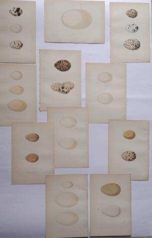 Charles Robert Bree - Eggs 12 plates from Birds of Europe - not observed in the British Islands - 1876