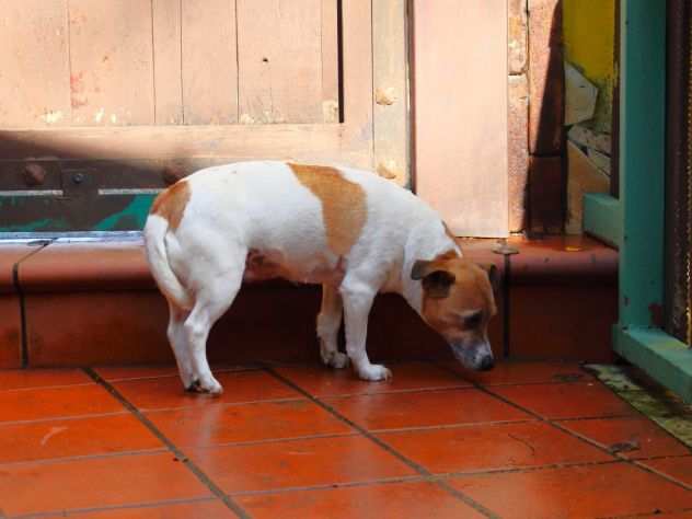 Chiaretta jack russel, taglia piccola in adozione