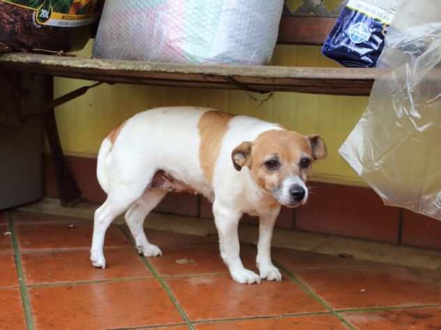 Chiaretta jack russel, taglia piccola in adozione