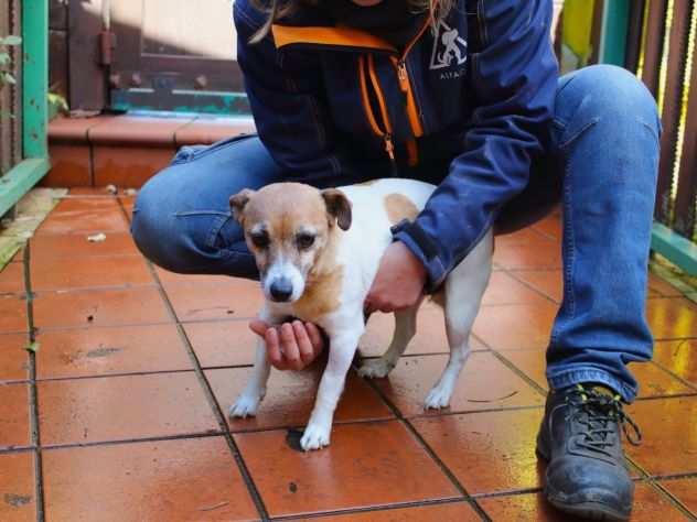 Chiaretta jack russel, taglia piccola in adozione