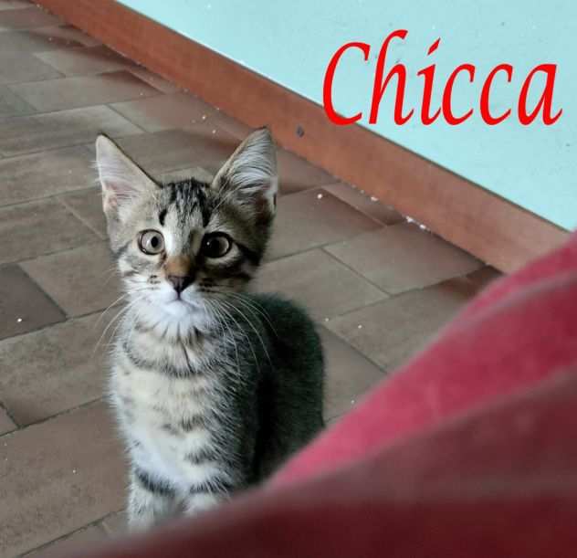 CHICCA, dolcissima gattina in adozione