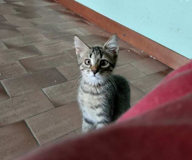 CHICCA, dolcissima gattina in adozione