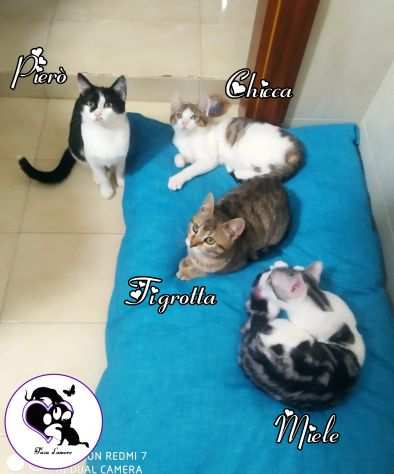 CHICCA, MIELE, TIGROTTA , PIERO, gattini in adozione