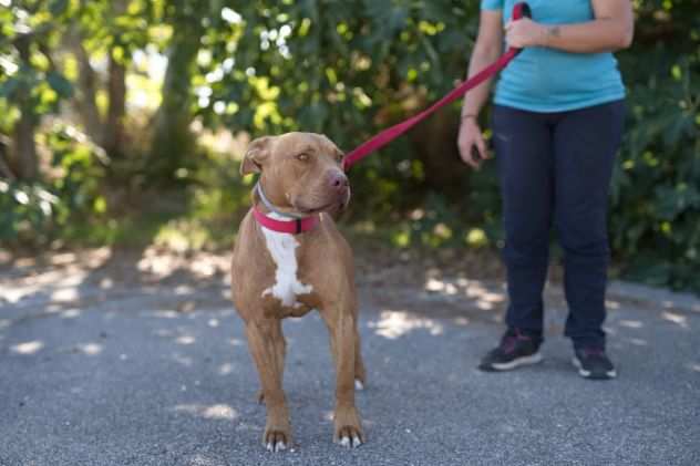 Chicco 2 anni lasciato in strada ora aspetta una famiglia in canile