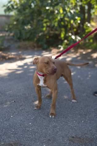 Chicco 2 anni lasciato in strada ora aspetta una famiglia in canile