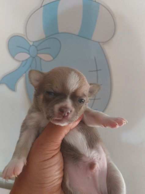 Chihiahua pedigree ENCI