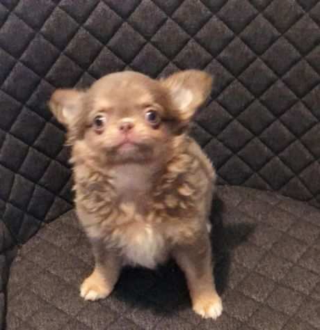 Chihuahua