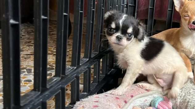 Chihuahua