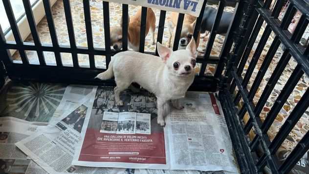 Chihuahua Adulte sterilizzate
