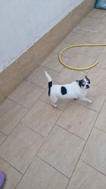Chihuahua Adulte sterilizzate