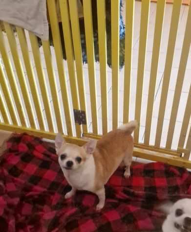 Chihuahua Adulte sterilizzate
