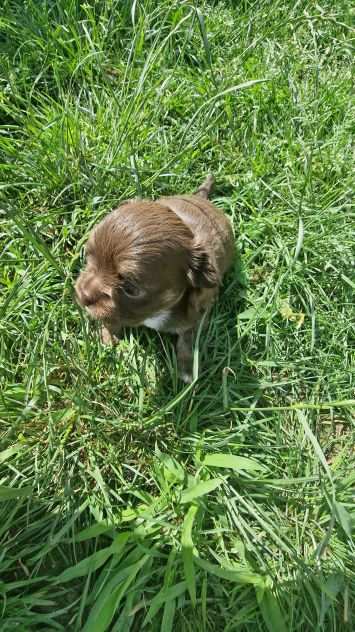 Chihuahua cioccolato con pedigree ENCI