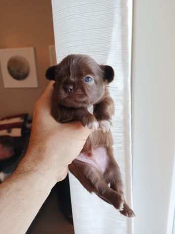 Chihuahua cioccolato maschi