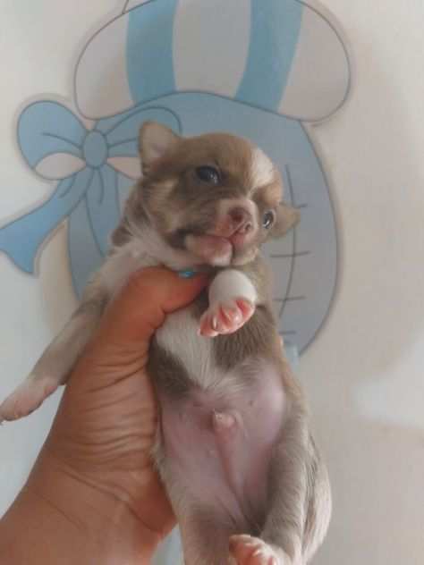 Chihuahua con pedigree