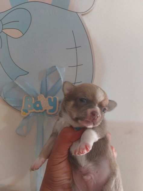 Chihuahua con pedigree