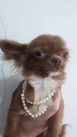 Chihuahua cucciola