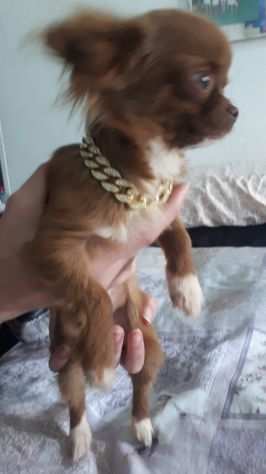 Chihuahua cucciola