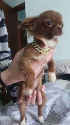 Chihuahua cucciola