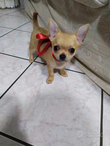 Chihuahua cucciola femmina