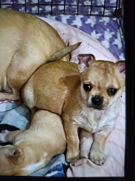 Chihuahua cucciola pelo corto