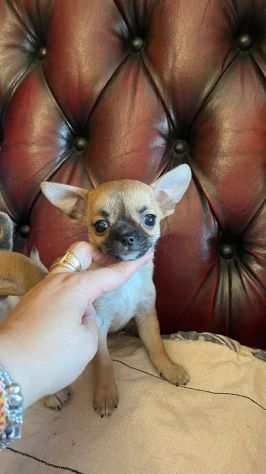 Chihuahua cuccioli