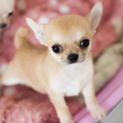 Chihuahua cuccioli color biscotto da 60euroal mese