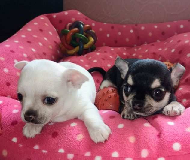 Chihuahua cuccioli mini Toy da borsetta pura razza maschietti e femminucce