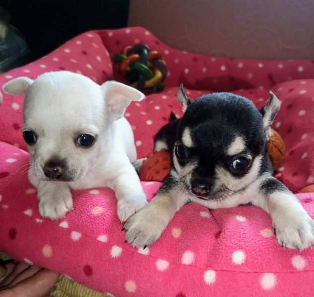 Chihuahua cuccioli mini Toy da borsetta pura razza maschietti e femminucce