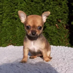 CHIHUAHUA cuccioli pagamento rateizzato