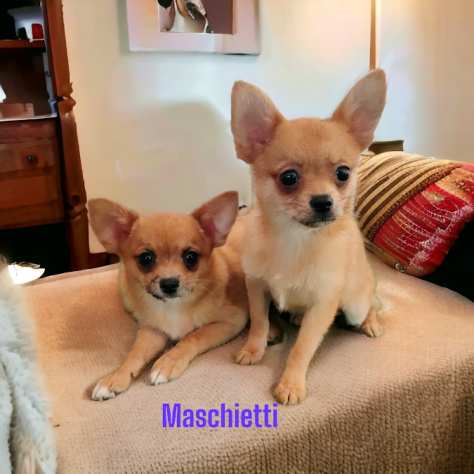 CHIHUAHUA cuccioli pagamento rateizzato