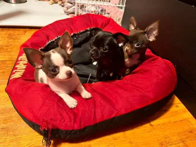 Chihuahua cuccioli taglia mini