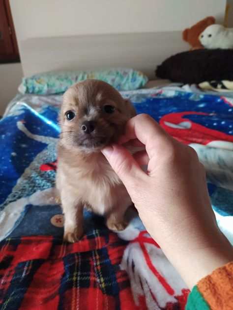 Chihuahua cucciolo maschietto