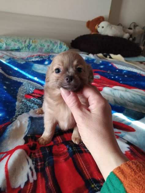 Chihuahua cucciolo maschietto