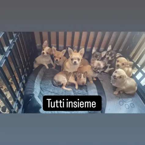 Chihuahua cuccioloni