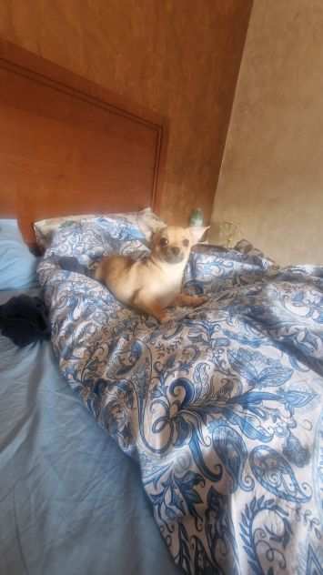 Chihuahua cuccioloni etagrave 6 mesi