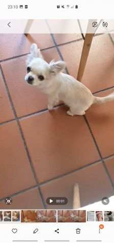 Chihuahua femmina