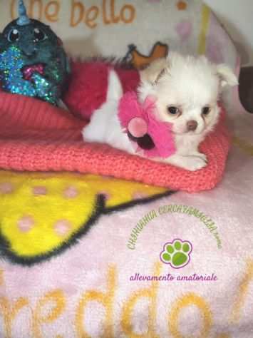 Chihuahua femmina bianco platinum