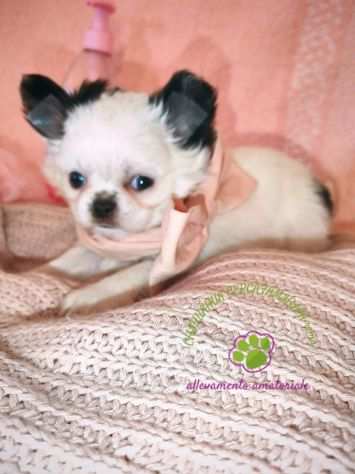 Chihuahua femmina biancochocolate