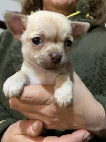 Chihuahua femmina pelo corto
