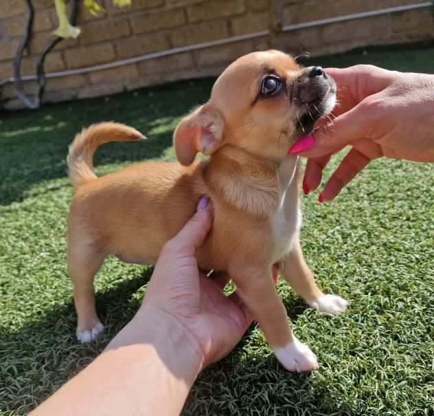 Chihuahua femminuccia piccolina