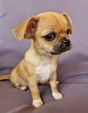 Chihuahua femminuccia piccolina
