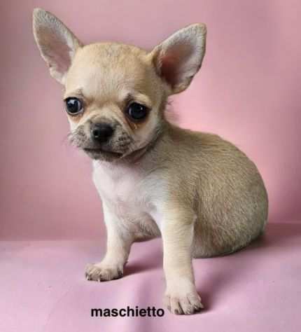 Chihuahua manto nocciola