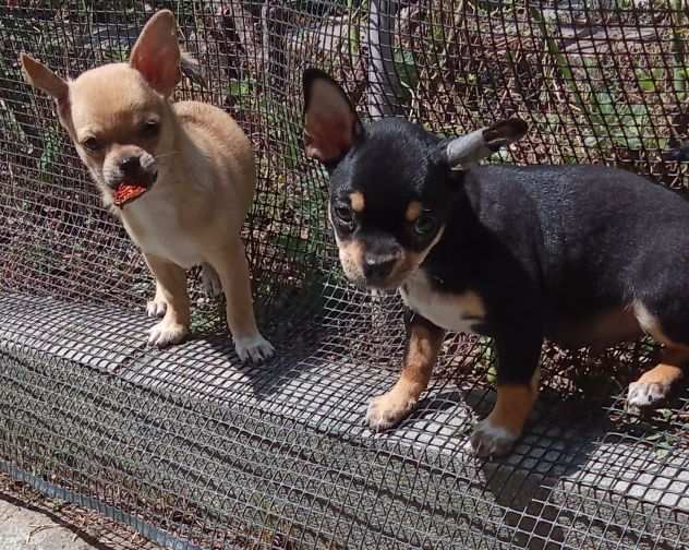 Chihuahua maschi con pedigree Enci