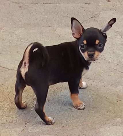 Chihuahua maschi con pedigree Enci