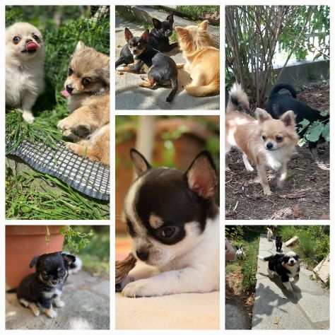 Chihuahua maschi e femmine con pedigree Enci