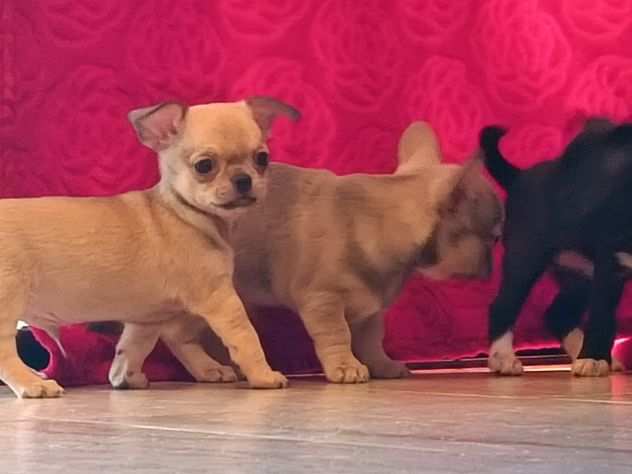 Chihuahua maschietto crema