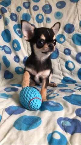 Chihuahua maschietto pedigree ENCI