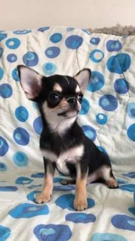 Chihuahua maschietto pedigree ENCI
