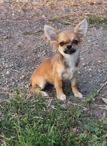 Chihuahua maschio a pelo lungo